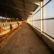 Perfolux sheets are ideal for in stables